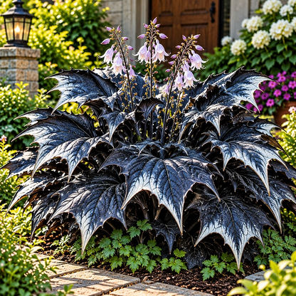 🦇 Rare Batwing Hosta Bulbs – Dramatic Gothic Foliage for Shade Gardens