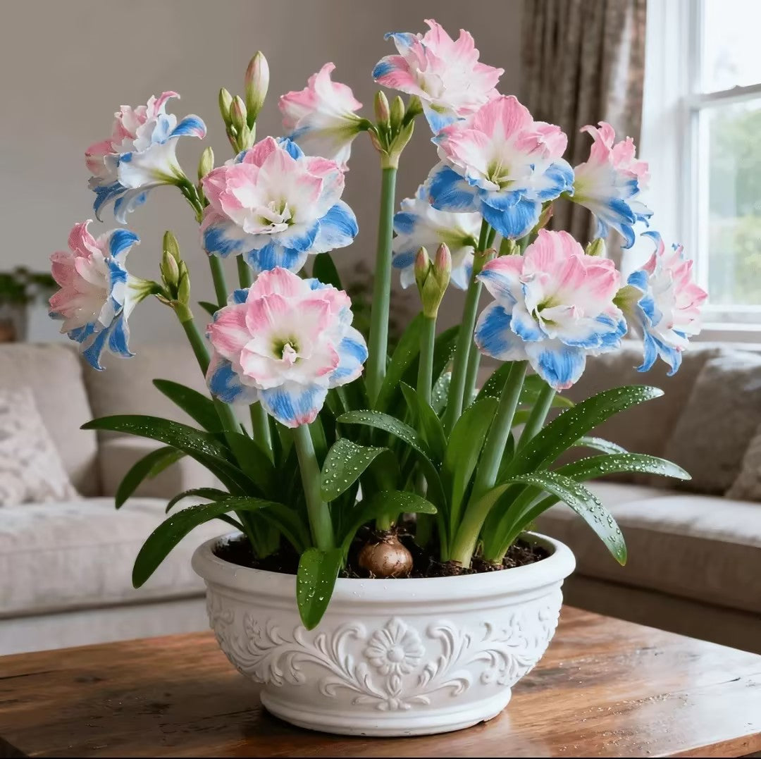 🌸 Hippeastrum Bulbs: One Bulb, One Stunning Bloom