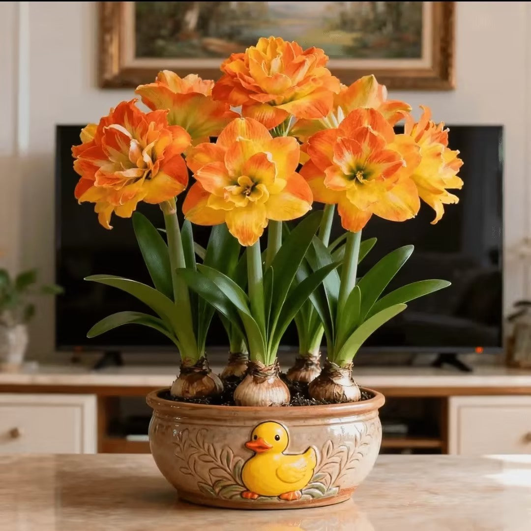 🌸 Hippeastrum Bulbs: One Bulb, One Stunning Bloom