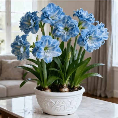 🌸 Hippeastrum Bulbs: One Bulb, One Stunning Bloom