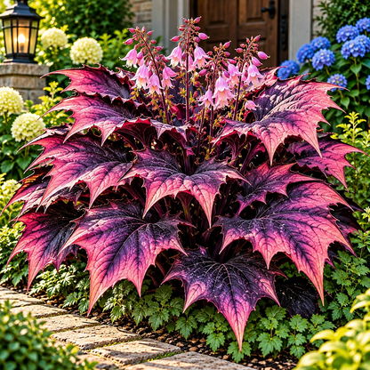 🦇 Rare Batwing Hosta Bulbs – Dramatic Gothic Foliage for Shade Gardens