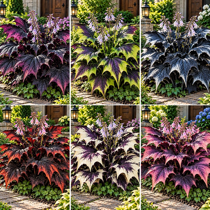 🦇 Rare Batwing Hosta Bulbs – Dramatic Gothic Foliage for Shade Gardens