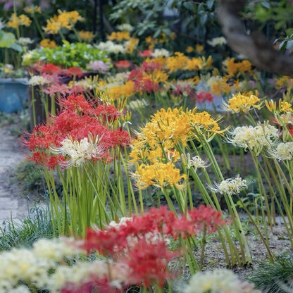 💙🌺Rare Spider Lily – A Mystical Touch of Nature’s Wonder
