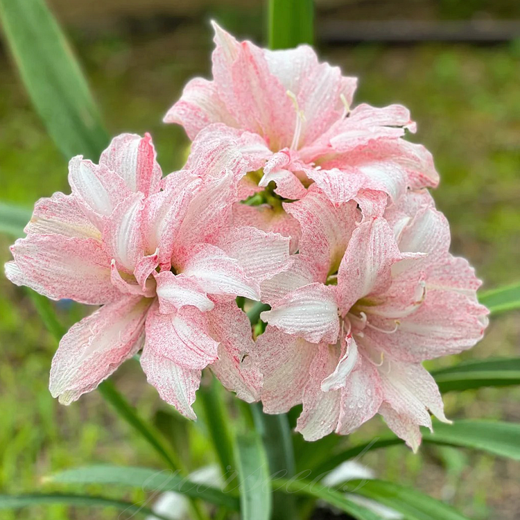 ꙳⋆🫧Giant Double-Flowered Amaryllis Bulbs – Spectacular Blooms This Season!🌼