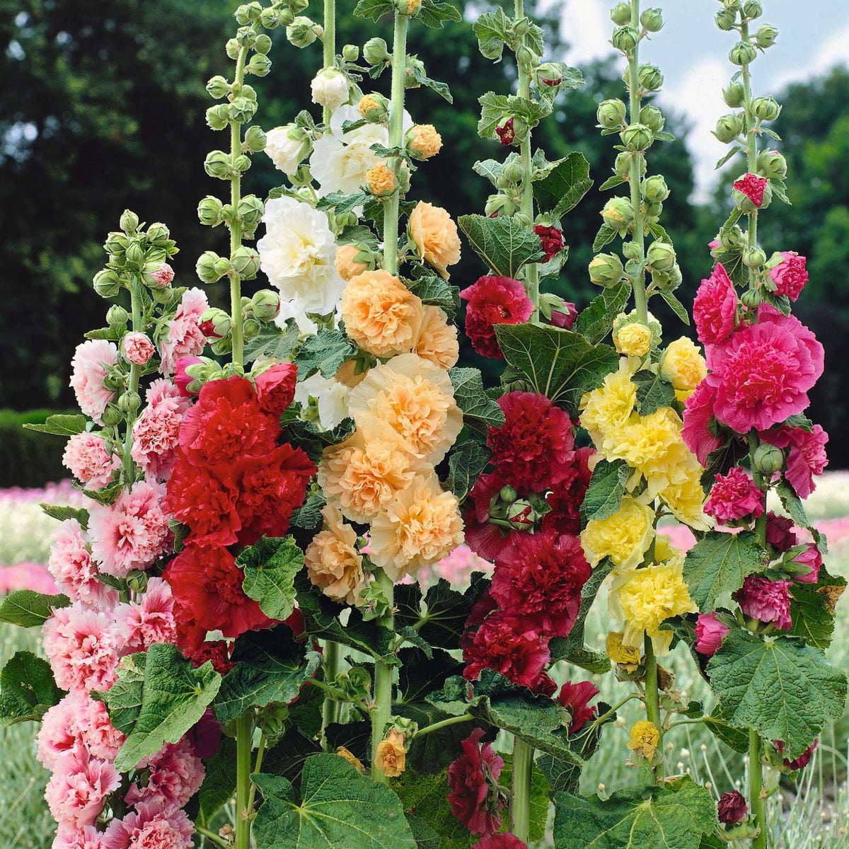 🌸 Hollyhock Seeds 🌱 Easy to Grow, Towering Blooms All Season