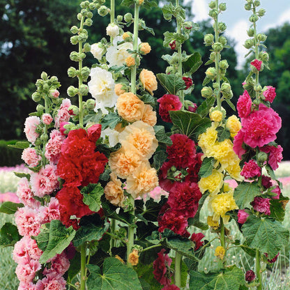 🌸 Hollyhock Seeds 🌱 Easy to Grow, Towering Blooms All Season
