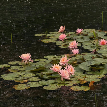 ✨🪷 Water Lilies: Transform Your Water Garden into a Living Masterpiece