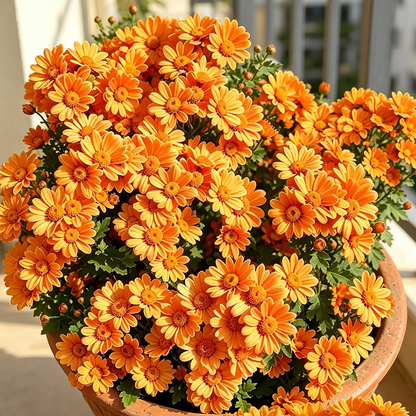 🌼 Pyrethrum Daisy Seeds 🛡️ Naturally Repels Pests While Brightening Your Garden 🌿