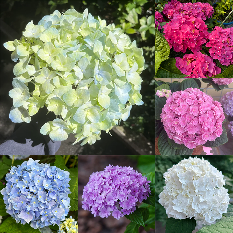 💙 Rare Blue Hydrangea Seeds