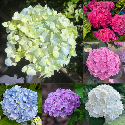 💙 Rare Blue Hydrangea Seeds