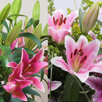 🌸 Premium Lily Bulbs – Fragrant Perennial Blooms for Gardens & Containers