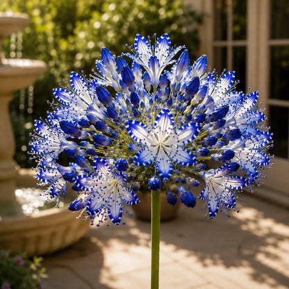 🏠🌸 Celestial Lace Agapanthus Bulbs 🌿 Elegant Blooms, Easy to Grow