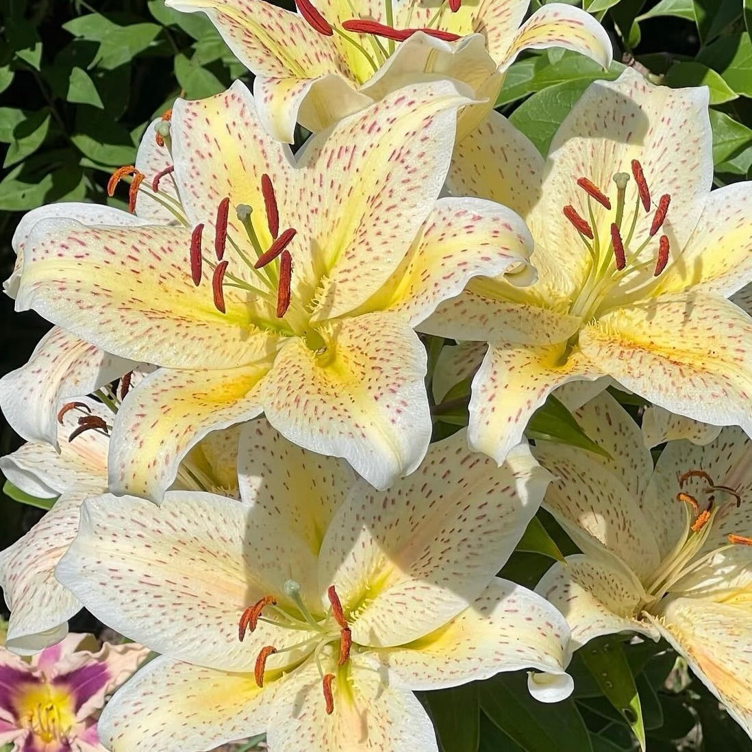🌸Unique Lily Seeds Mix | A Collector’s Choice for Garden Lovers