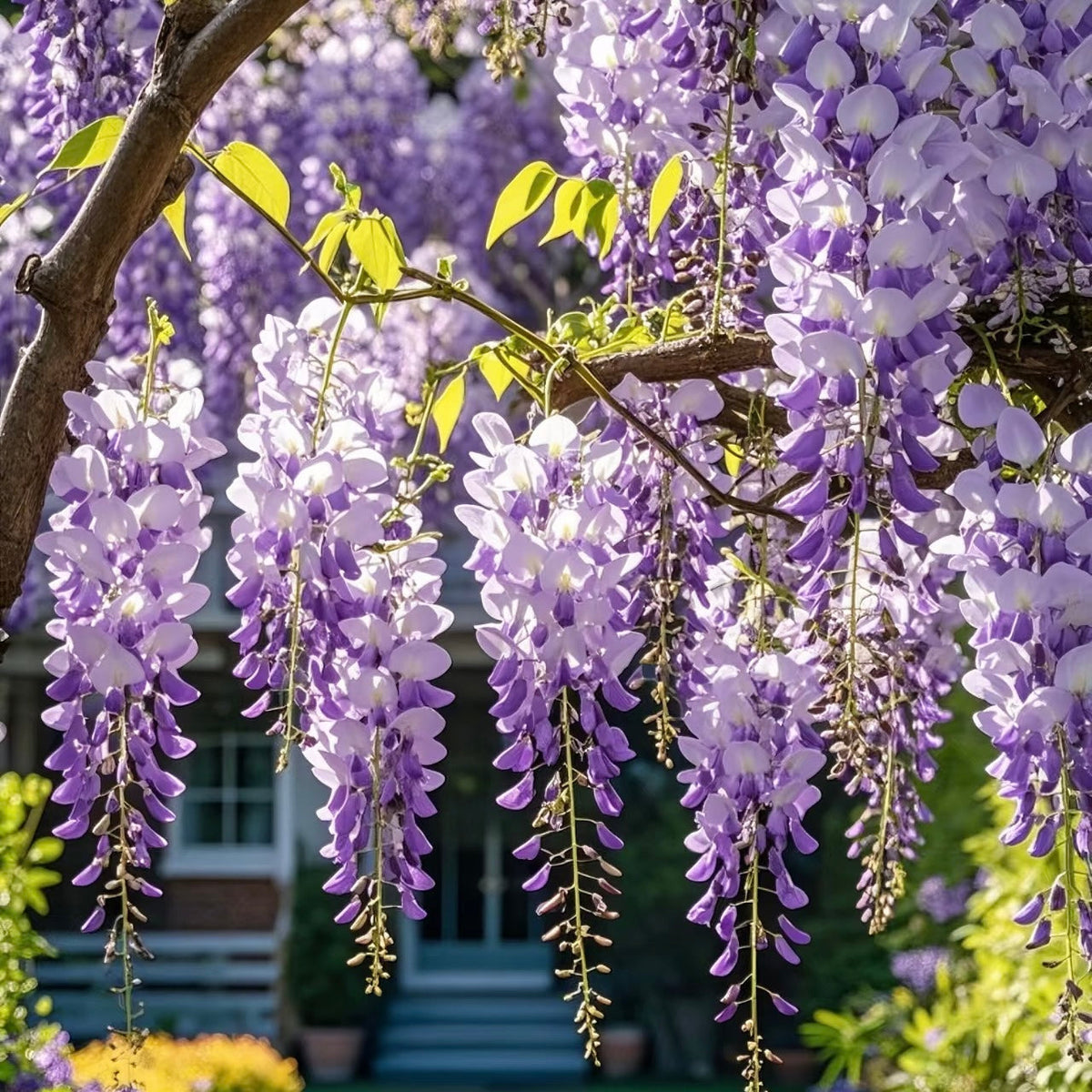 𖧧 🪻Wisteria - The Garden’s Cascading Beauty All Year Round