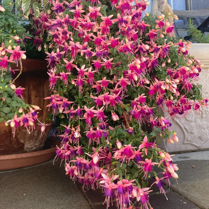 🌱Fuchsia Hybrida Voss bulbs –🌺Exotic Colorful Flowers That Thrive Easily！