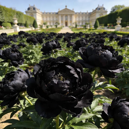 🌺'King of Flowers' Rare Double Peony Roots