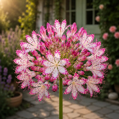 🏠🌸 Celestial Lace Agapanthus Bulbs 🌿 Elegant Blooms, Easy to Grow