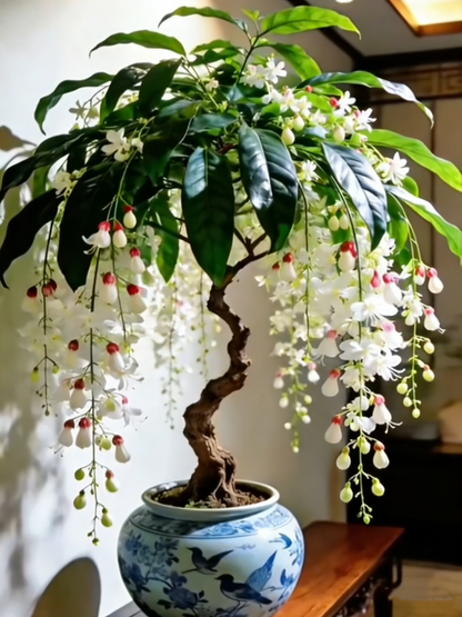 🏅2026 Best Seller💐Rare Weeping Jasmine Flowers Bulbs