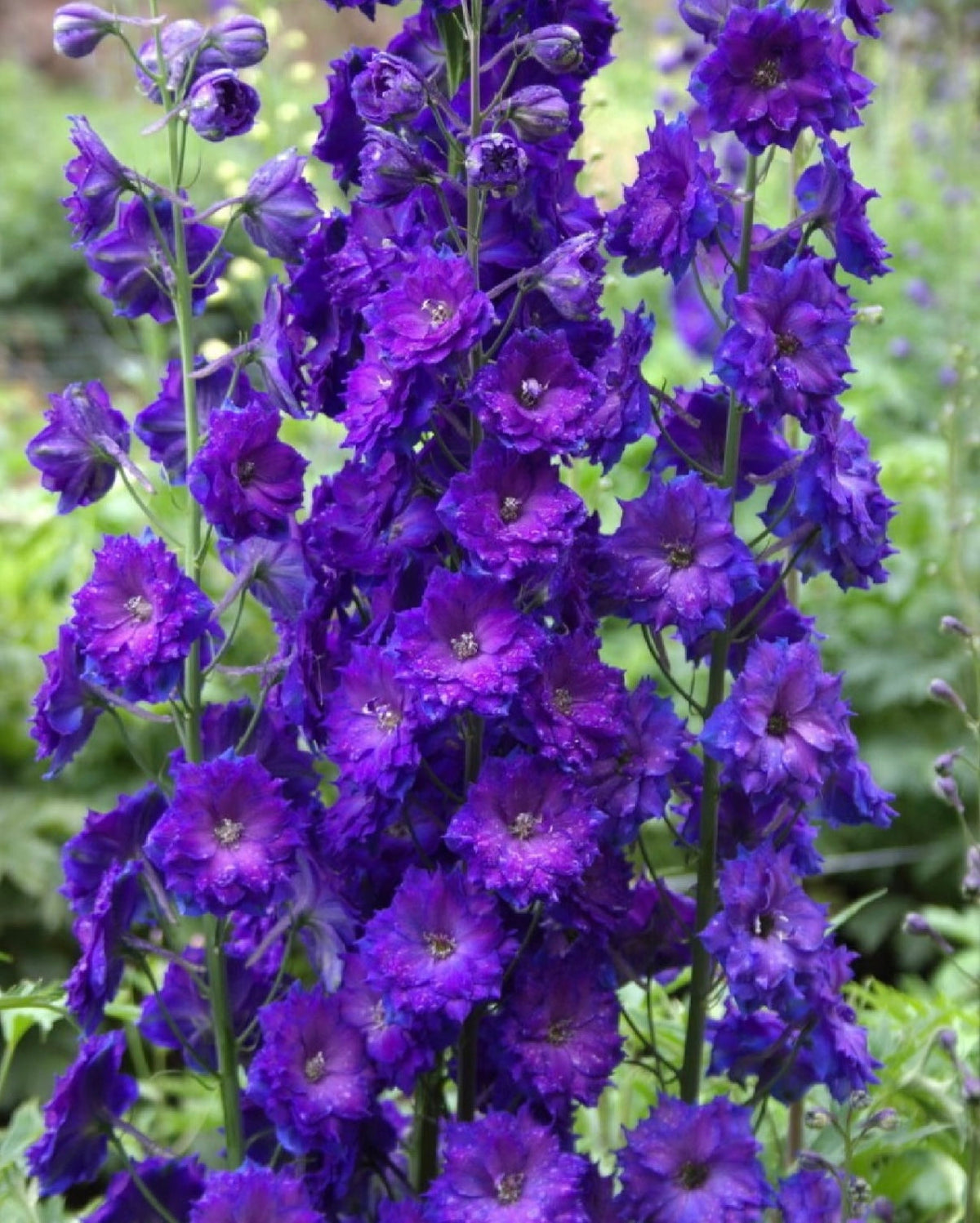 💙Grow Tall, Elegant Delphinium Flowers for a Dreamy Cottage Garden