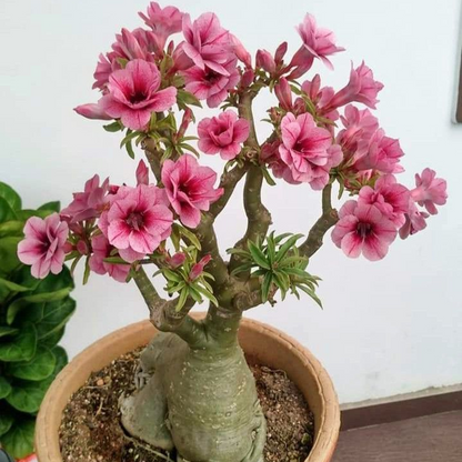 🏠🤗Desert Rose Bulbs💥Heat Resistant & Super Easy Care🌹🌵