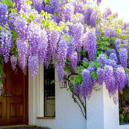 𖧧 🪻Wisteria - The Garden’s Cascading Beauty All Year Round