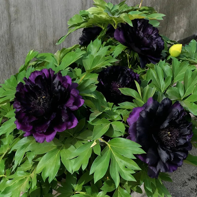 🌌 Rare Midnight Flame Peony Seeds
