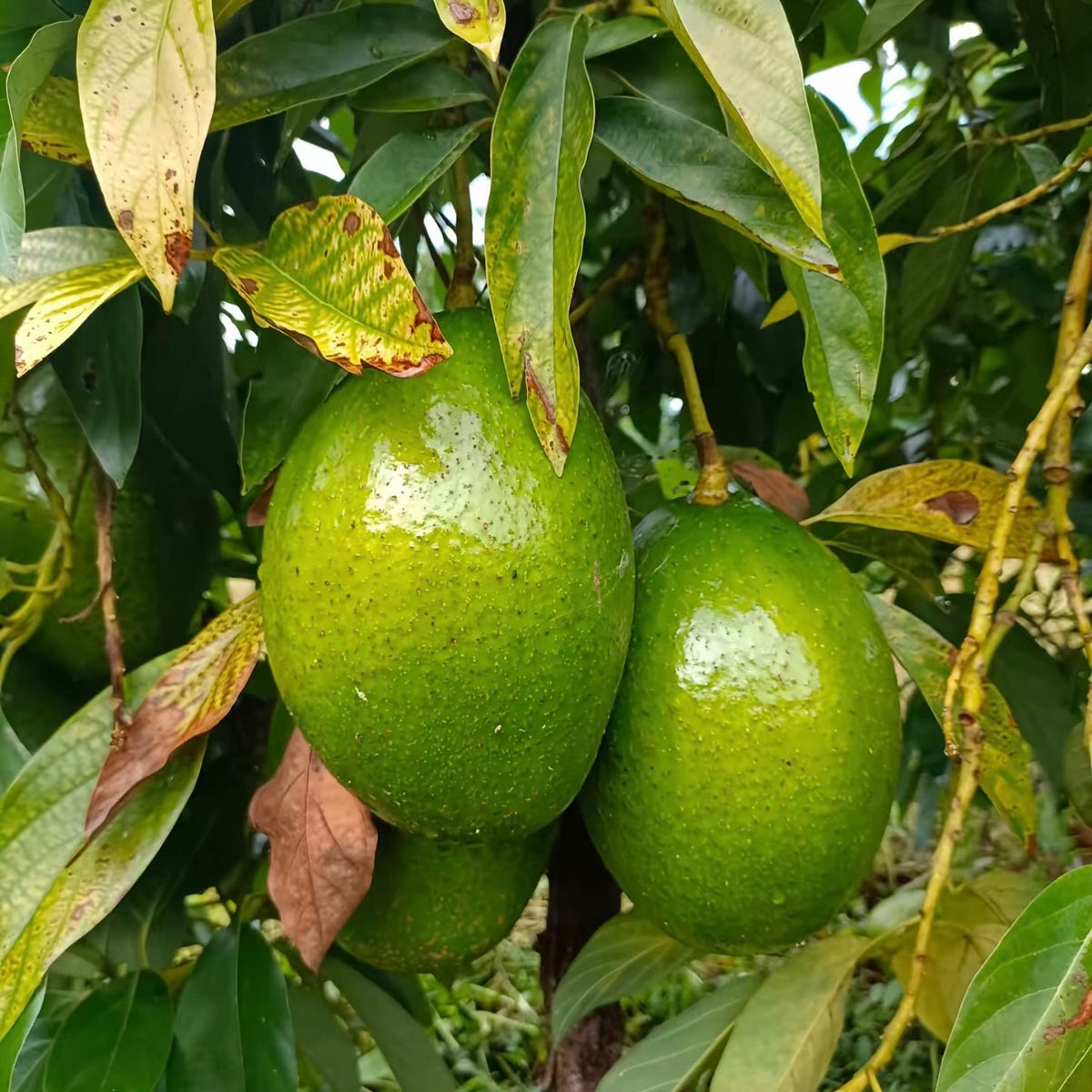 🍴 😍From Mini to Long-Neck🥑 Discover Extraordinary Avocados