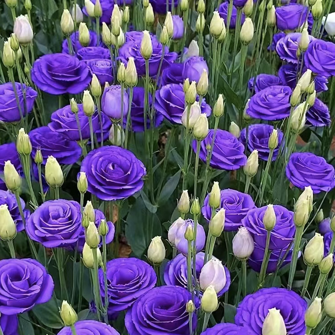 Eustoma / Lisianthus Grandiflorum Seeds - Thornless Rose-60% OFF