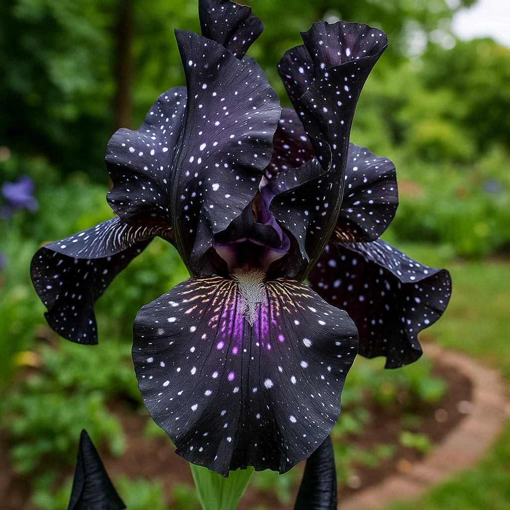 ‎⚘ ﹏Tall Bearded Iris with Bold, Elegant Blooms