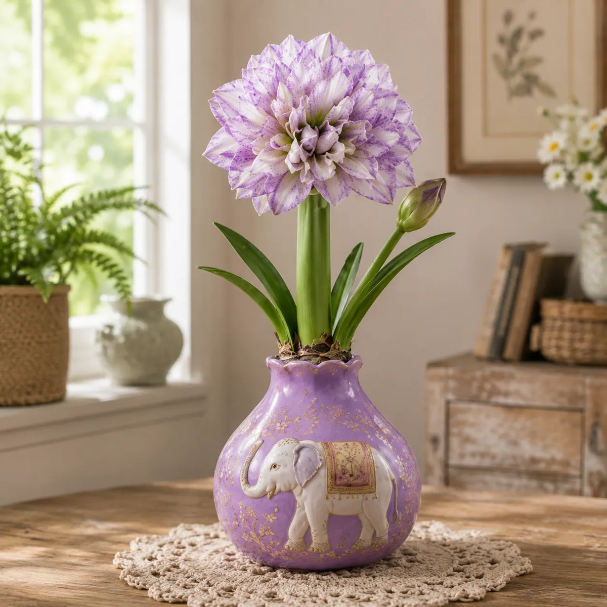 🤗🌺 Double Amaryllis Bulbs – No Soil, No Water, Just Watch Them Bloom