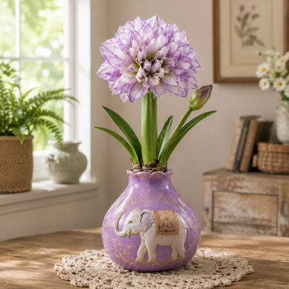 🤗🌺 Double Amaryllis Bulbs – No Soil, No Water, Just Watch Them Bloom