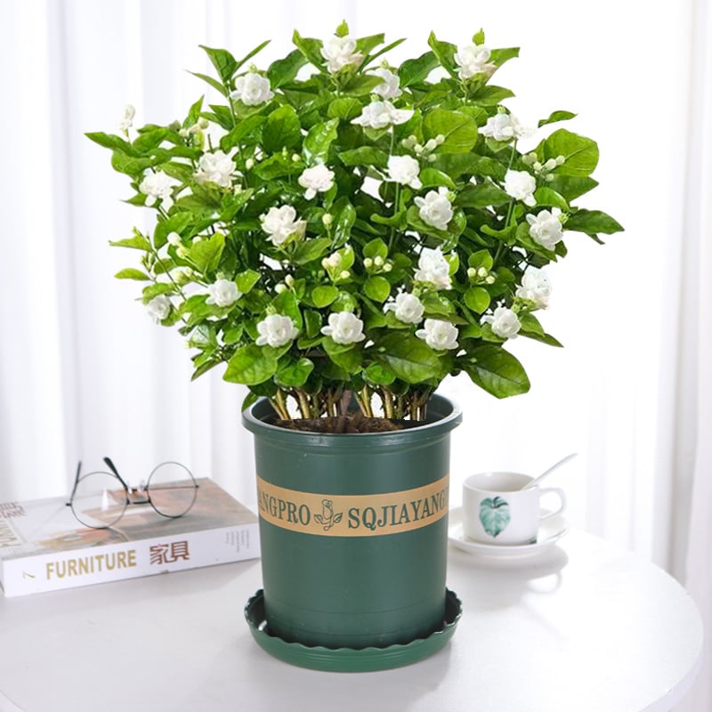 🏆 50K+ SOLD! 🌿❄️ FrostCharm Jasmine Seeds – Winter Planting, Perennial Blooms & Fragrant Garden Elegance 🌸