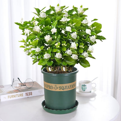 🏆 50K+ SOLD! 🌿❄️ FrostCharm Jasmine Seeds – Winter Planting, Perennial Blooms & Fragrant Garden Elegance 🌸