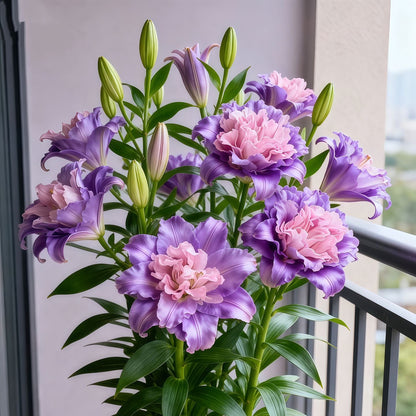 🌸 Double-Petaled Bicolor Lily Bulbs – Beautiful Blooms with Sweet Fragrance