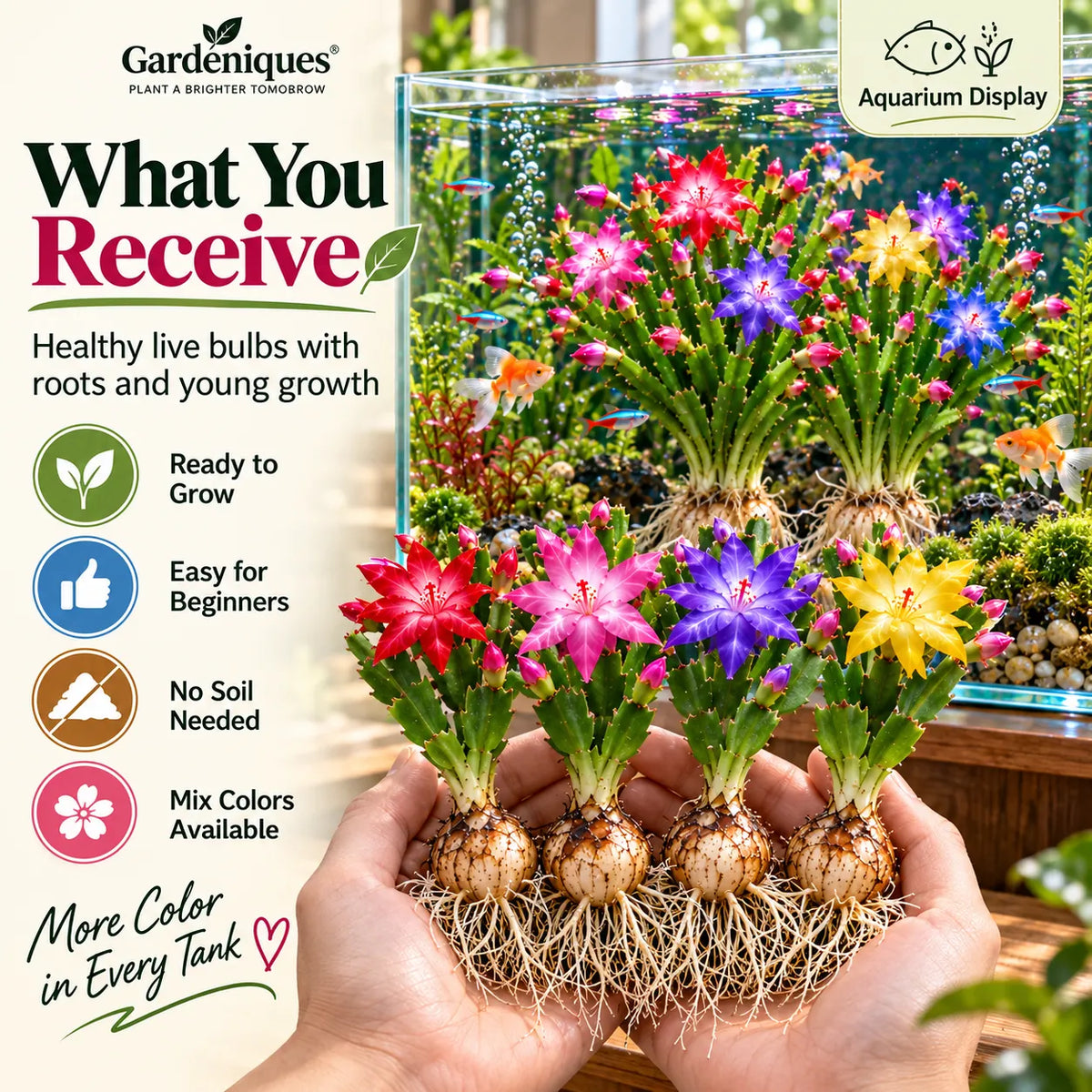 🦀  Mix Colors Rainbow Aquarium Schlumbergera – Easy-Care Blooms in Every Shade for a Colorful Aquatic Display 🌈🐠