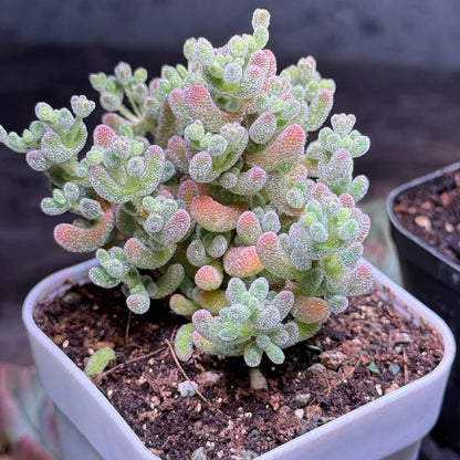 🌱🍬Sweet Citrus Succulent Seeds | Unique Candy-Like Mini Plants🌸