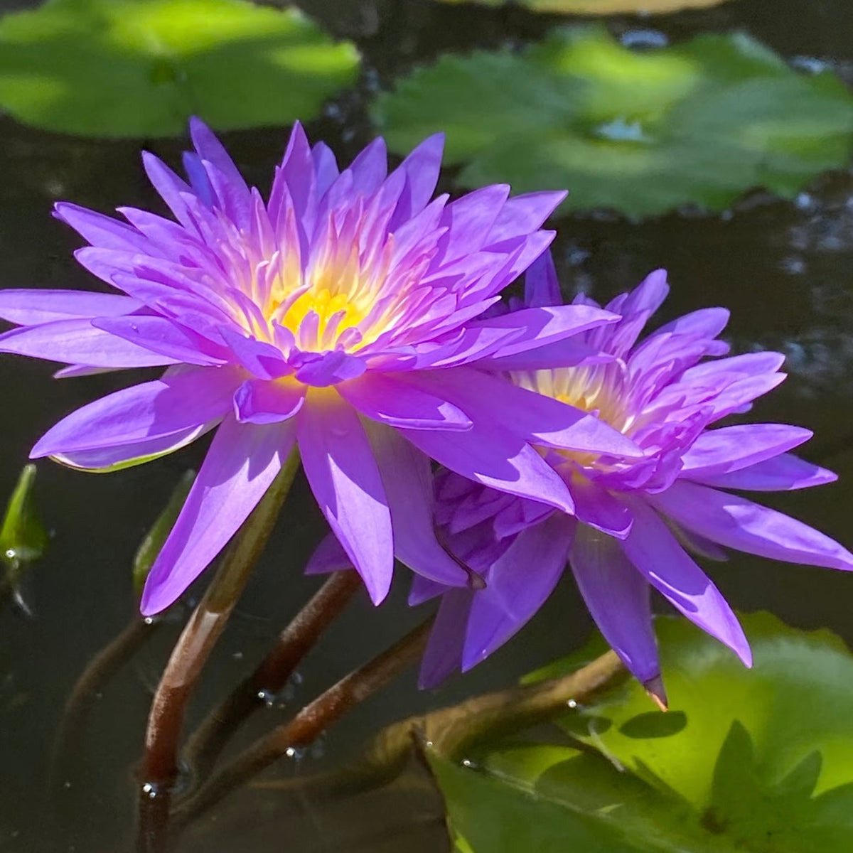 ✨🪷 Water Lilies: Transform Your Water Garden into a Living Masterpiece