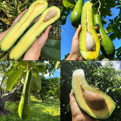 🍴 😍From Mini to Long-Neck🥑 Discover Extraordinary Avocados