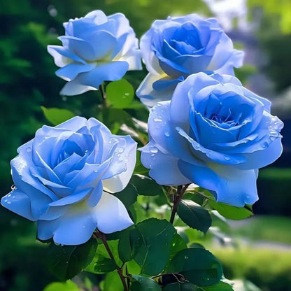 💙🌹Crushed Ice Blue Rose Seeds