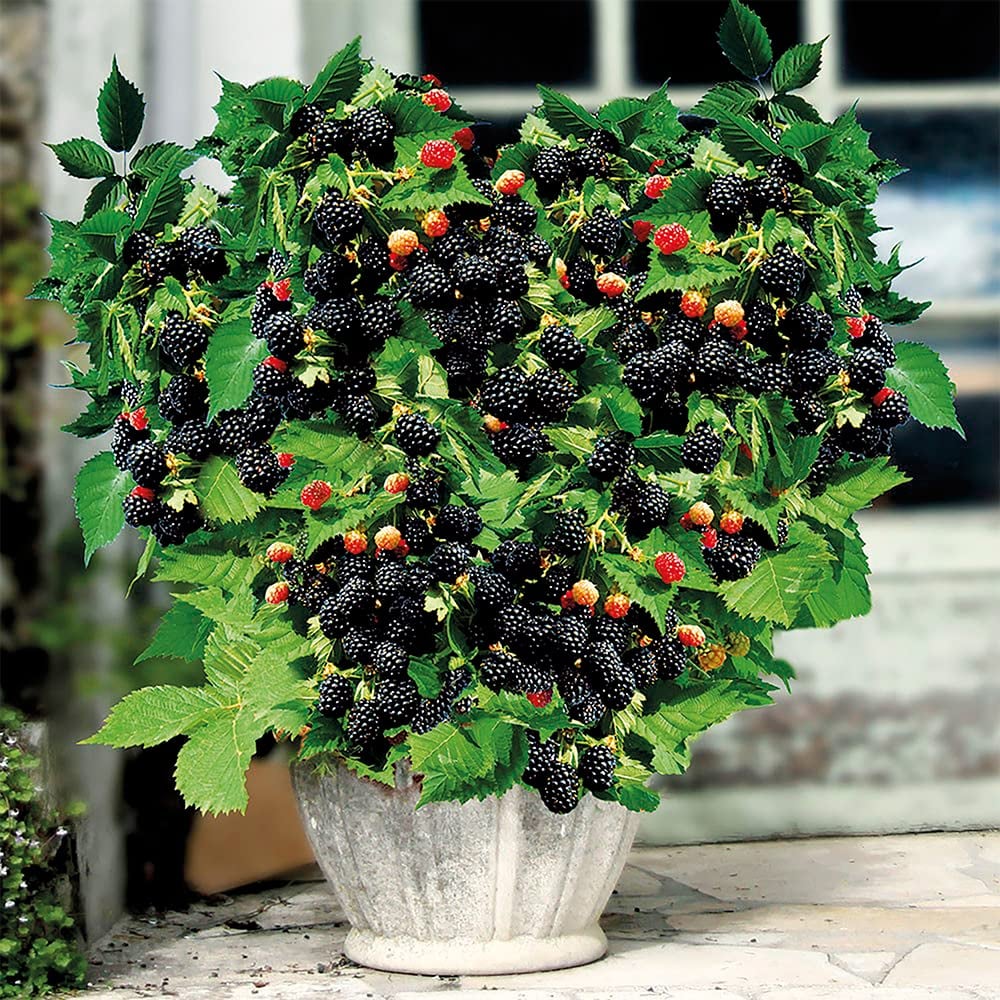 🔥Sweet Giant Blackberry Seeds