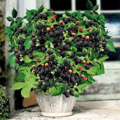 🔥Sweet Giant Blackberry Seeds