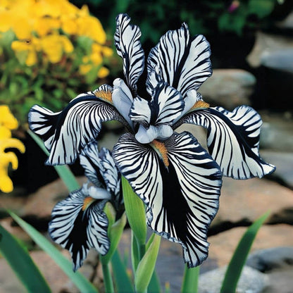 ‎⚘ ﹏Tall Bearded Iris with Bold, Elegant Blooms