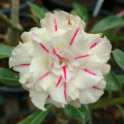 🏠🤗Desert Rose Bulbs💥Heat Resistant & Super Easy Care🌹🌵