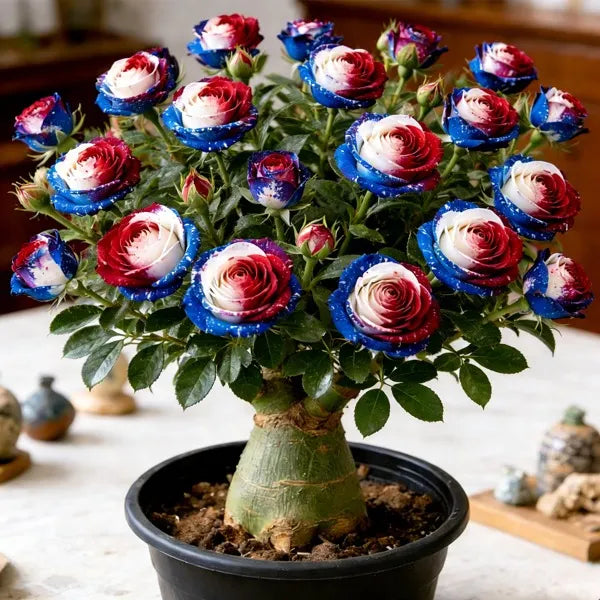🌵 DESERT ROSE BULBS– EXOTIC BLOOMS, EFFORTLESS BEAUTY! 🌺✨