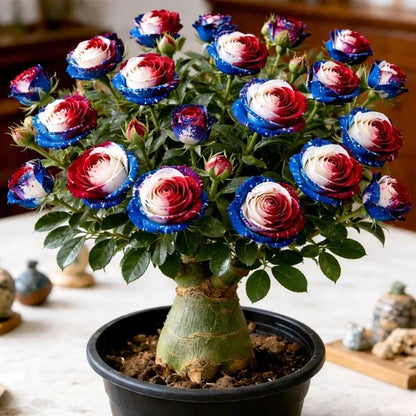 🌸Adenium Desert Rose -No green thumb needed! 🌵 Rare Adenium Obesum Bulbs🌹