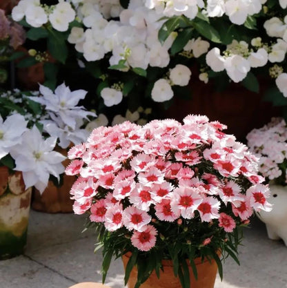 🌸🌸💮💮Strawberry Colored Dianthus Potted Plant seeds