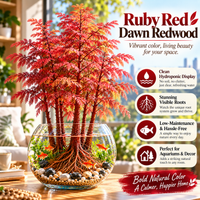 🔥🔥Red Dawn Redwood