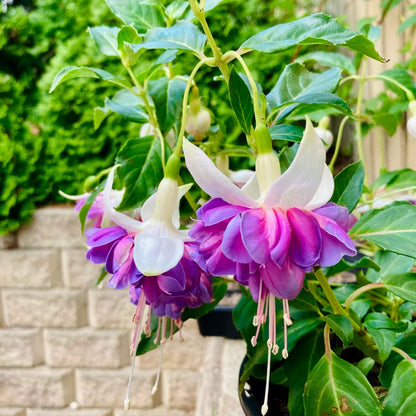 🌱Fuchsia Hybrida Voss bulbs –🌺Exotic Colorful Flowers That Thrive Easily！