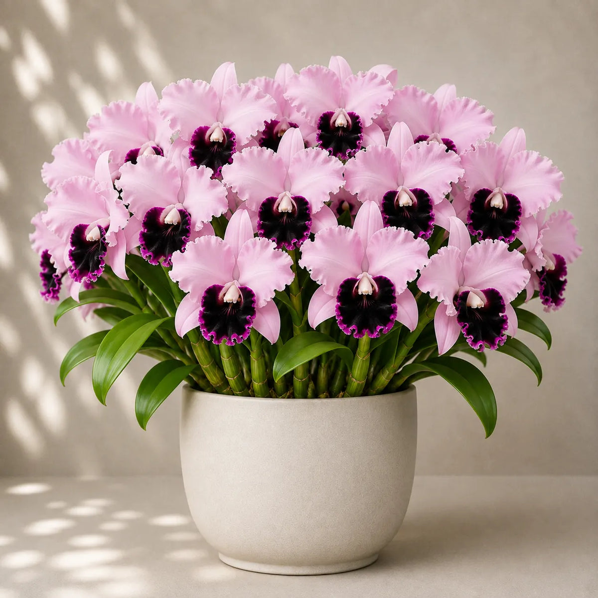 💐 Cattleya Divisions — Queen of Orchids 🪴 Fragrant Large‑Bloom Orchid