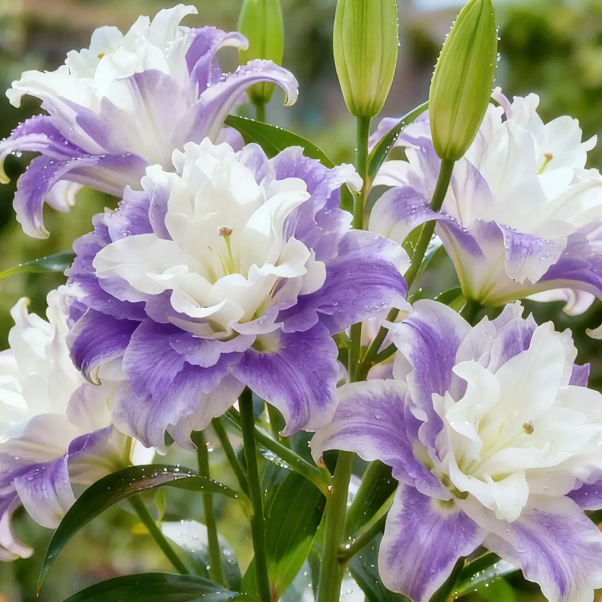 🌸 Double-Petaled Bicolor Lily Bulbs – Beautiful Blooms with Sweet Fragrance